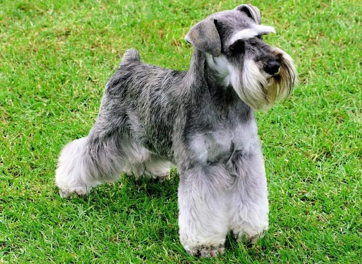 Порода собак шнауцер фото Risepark Miniature Schnauzers Unique dog breeds, Miniature schnauzer, Cute dogs