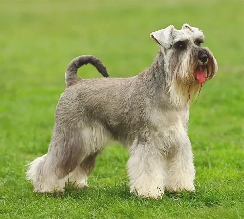 Порода собак шнауцер фото Schnauzer, Standard schnauzer, Miniature schnauzer