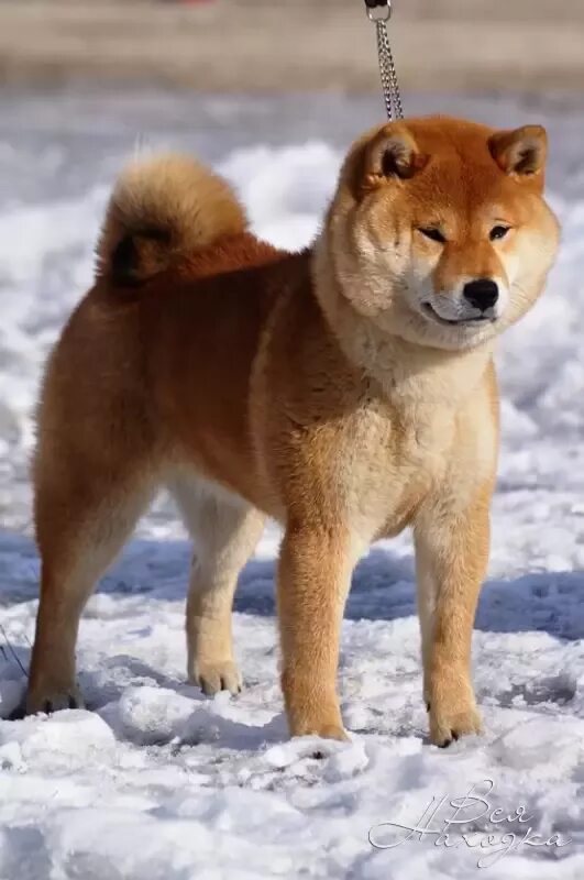 Порода собак сиба фото цена Shiba Inu Цена - Фотографии