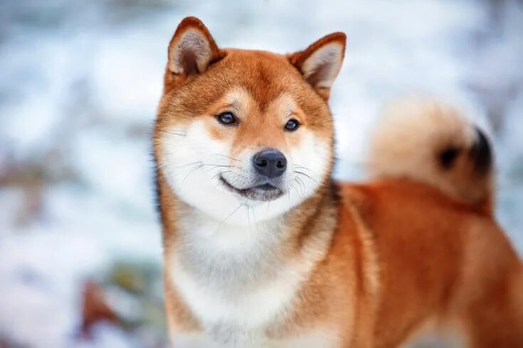 Порода собак сиба фото цена afanofdogsAn ancient Japanese breed, the Shiba Inu is a little but well-muscled 