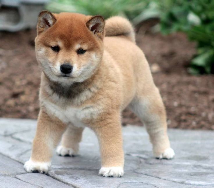 Порода собак сиба фото цена Shiba Inu Shiba puppy, Shiba inu puppy, Akita dog