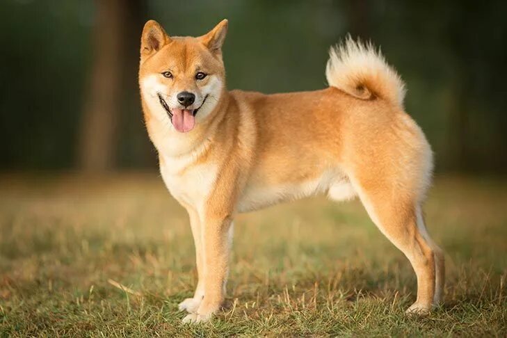 Порода собак сиба фото цена Shiba Inu Dog Breed Information Shiba inu dog, Smartest dogs, Dog breeds