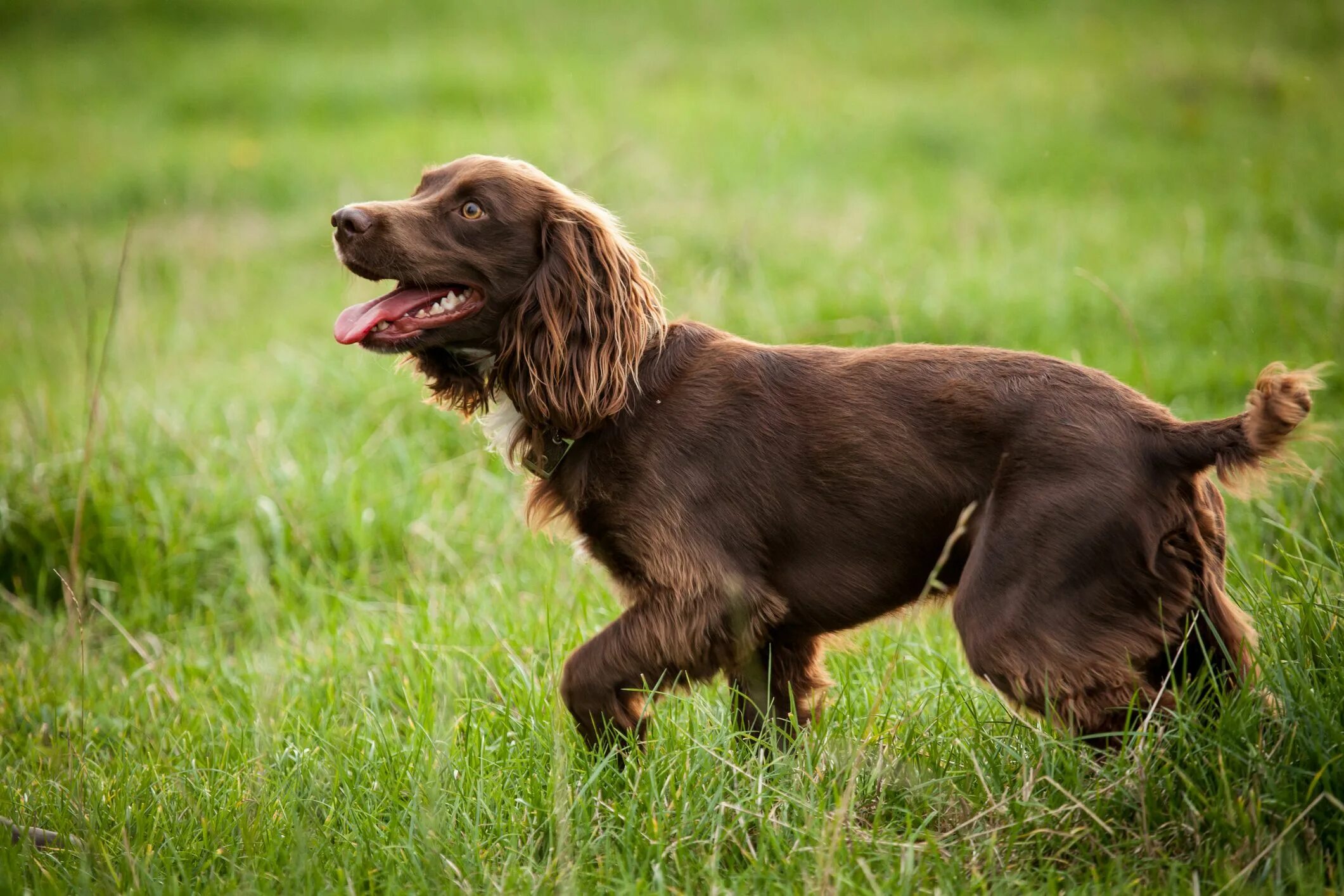 Порода собак спаниель фото Boykin Spaniel: Dog Breed Characteristics & Care