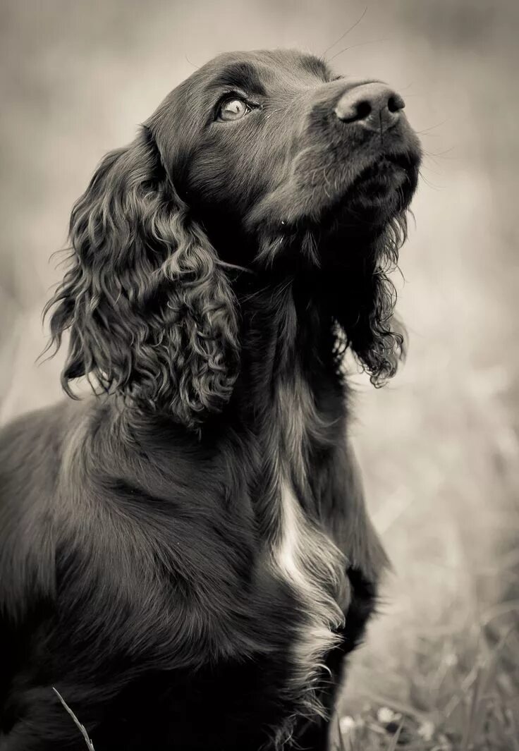 Порода собак спаниель фото Working cocker spaniel awaiting instruction. Cocker spaniel puppies, Black cocke