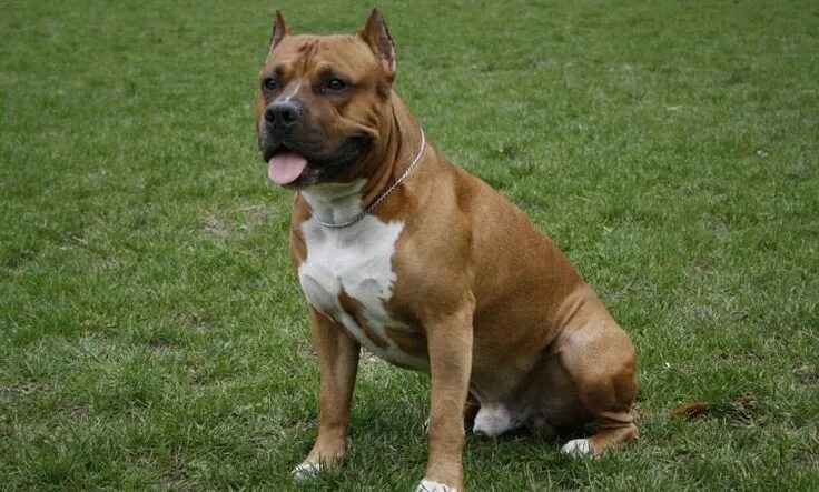 Порода собак стафф фото 17 Dog Breeds Commonly Mistaken For Pit bulls - Barking Royalty Best guard dogs,