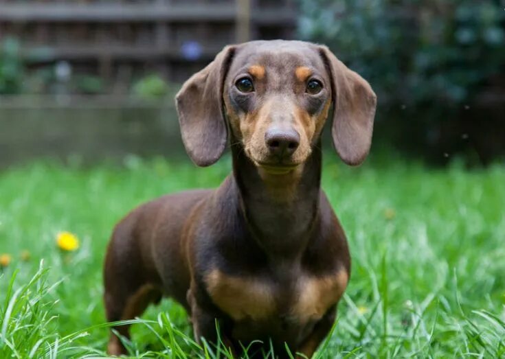 Порода собак такса фото Ντάτσχουντ Dog breeds, Miniature dachshund, Boxer dogs