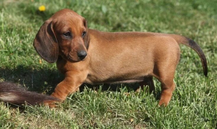 Порода собак такса фото 20 Cool Facts To Learn About Dachshunds Dachshund puppy training, Dachshund, Wor