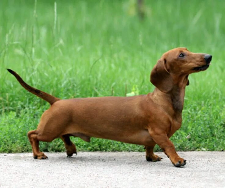 Порода собак такса фото Dachshund dog side view photo Köpek türleri, Dakhund, Köpek