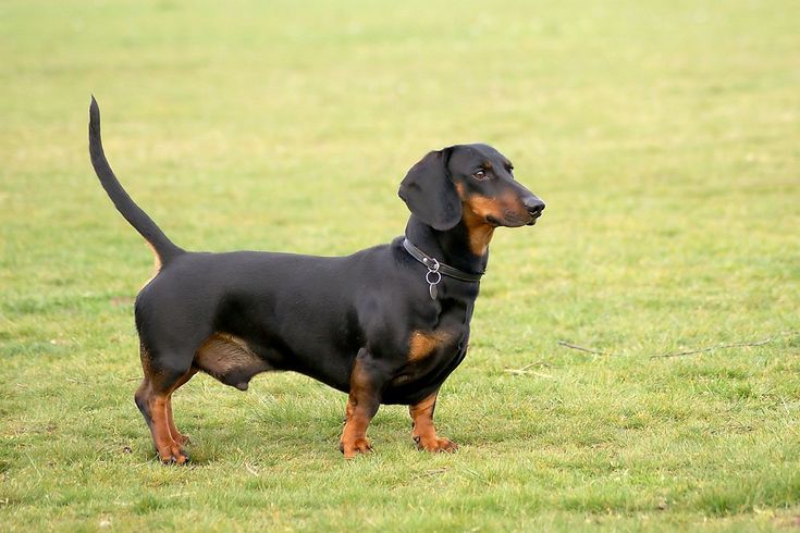 Порода собак такса фото Dachshund Dog breeds, Dogs, Dachshund