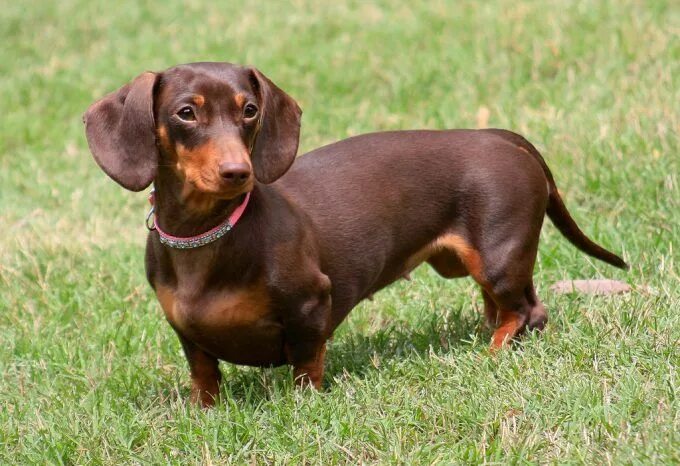 Порода собак такса фото dachshund standing on grass Dachshund breed, Dachshund puppy training, Cutee ani