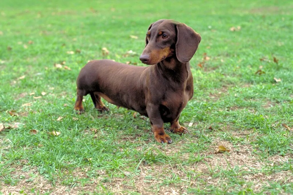 Порода собак такса фото 2 teens, woman arrested after paralyzed dachshund's legs were 'sawed off