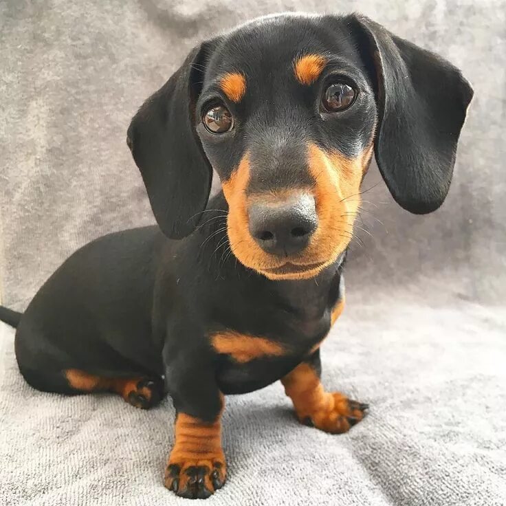 Порода собак такса фото Pin on Kawaii in 2024 Dachshund puppies, Dachshund breed, Clever dog