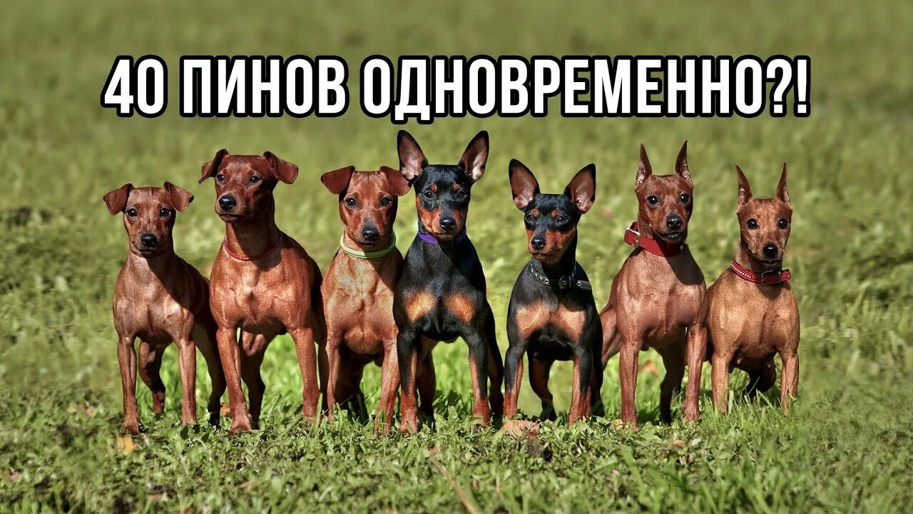 Порода собак цвергпинчер фото Большая ПИНЧЕР-ТУСОВКА в Питере/40 пинов собрались вместе - YouTube