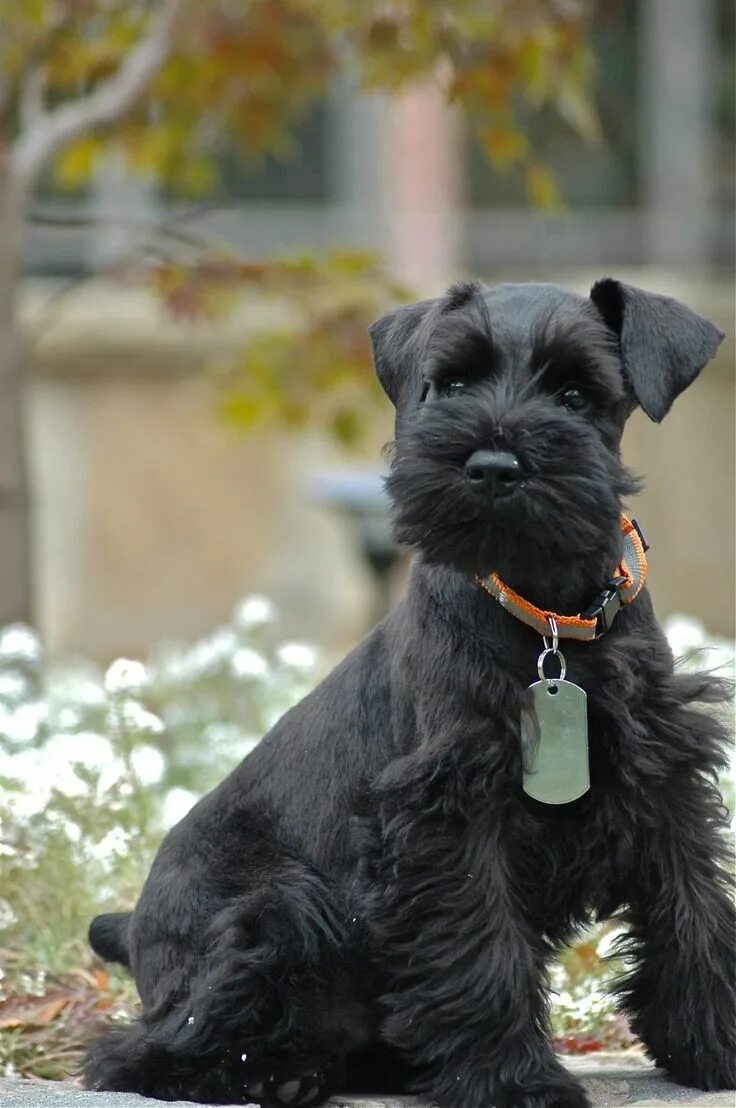 Порода собак цвергшнауцер фото Pin on Ilove Schnautzer ❤ Schnauzer grooming, Black schnauzer, Black mini schnau