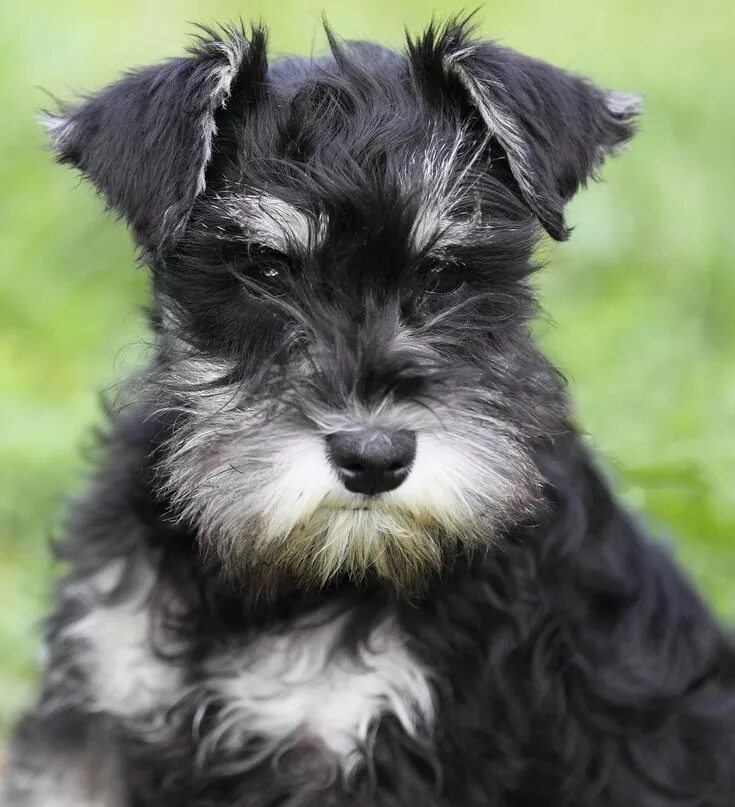 Порода собак цвергшнауцер фото Adorable Lea - Miniature Schnauzer