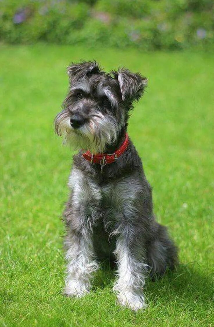 Порода собак цвергшнауцер фото Pin on All Schnauzers! ♥ Miniature schnauzer, Schnauzer grooming, Miniature schn