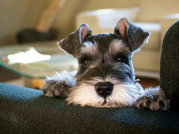 Порода собак цвергшнауцер фото Jaeger playing peek-a-boo Schnauzer dogs, Miniature schnauzer puppies, Schnauzer