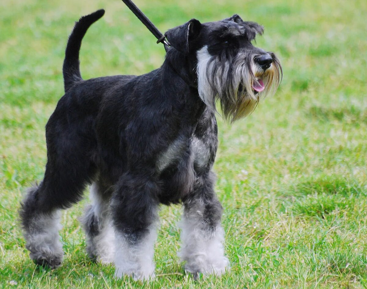 Порода собак цвергшнауцер фото Файл:Miniature Schnauzer R 02.JPG - Вікіпедія