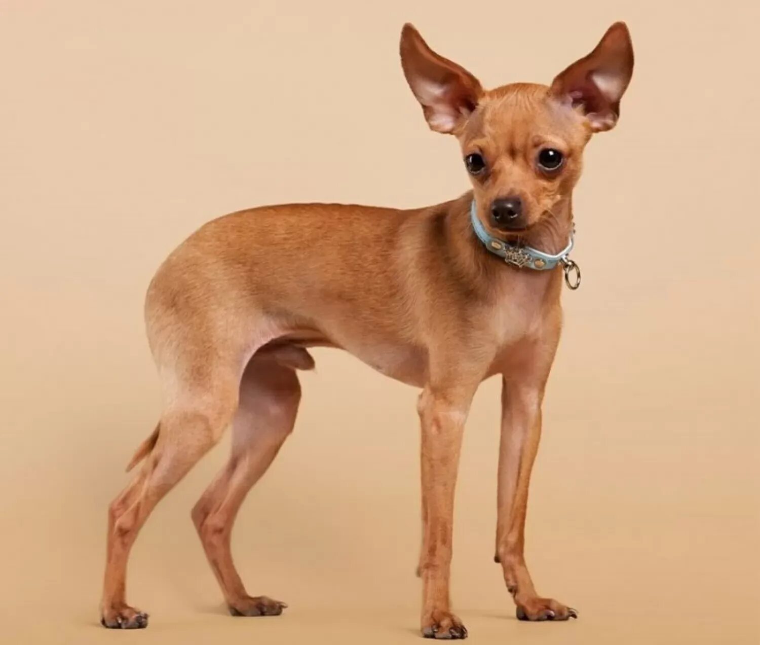 Порода собак той терьер описание фото Tea Cup Chihuahua vs Russian Toy Terrier - Breed Comparison