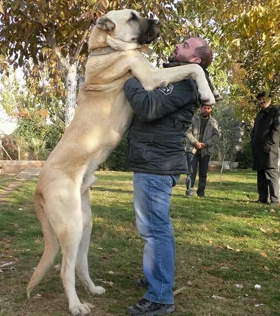 Порода собак турецкий кангал фото Who is in control Huge dogs, Large dog breeds, Kangal dog