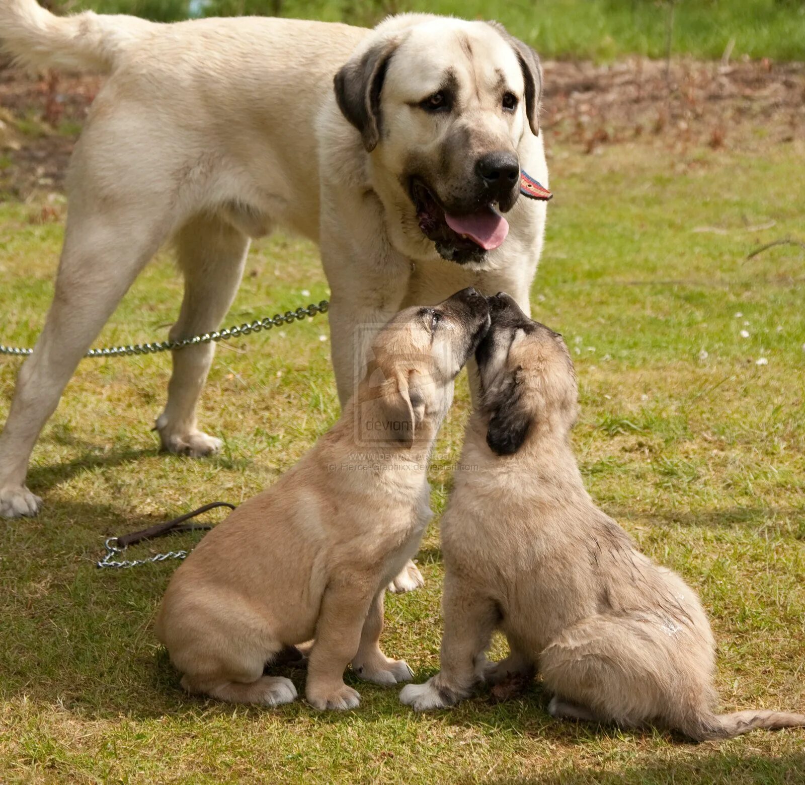 Порода собак турецкий кангал фото kangal dog Add photos Kangal Dog and her babies in your blog: DOGS