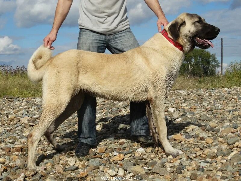 Турецкий кангал Kangal dog, Large dog breeds, Dogs