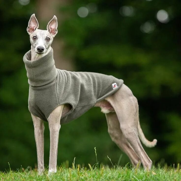 Порода собак уиппет фото Fleece Jumper for Whippets - Lights - Redhound For Dogs Cucito