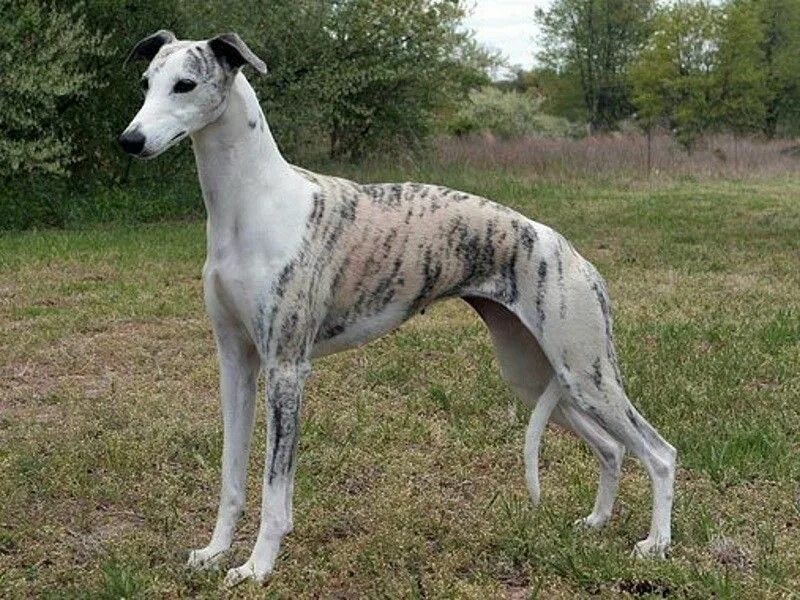 Порода собак уиппет фото Whippet: történelem, megjelenés, karbantartása és tisztítása (+ fotók) Cão whipp