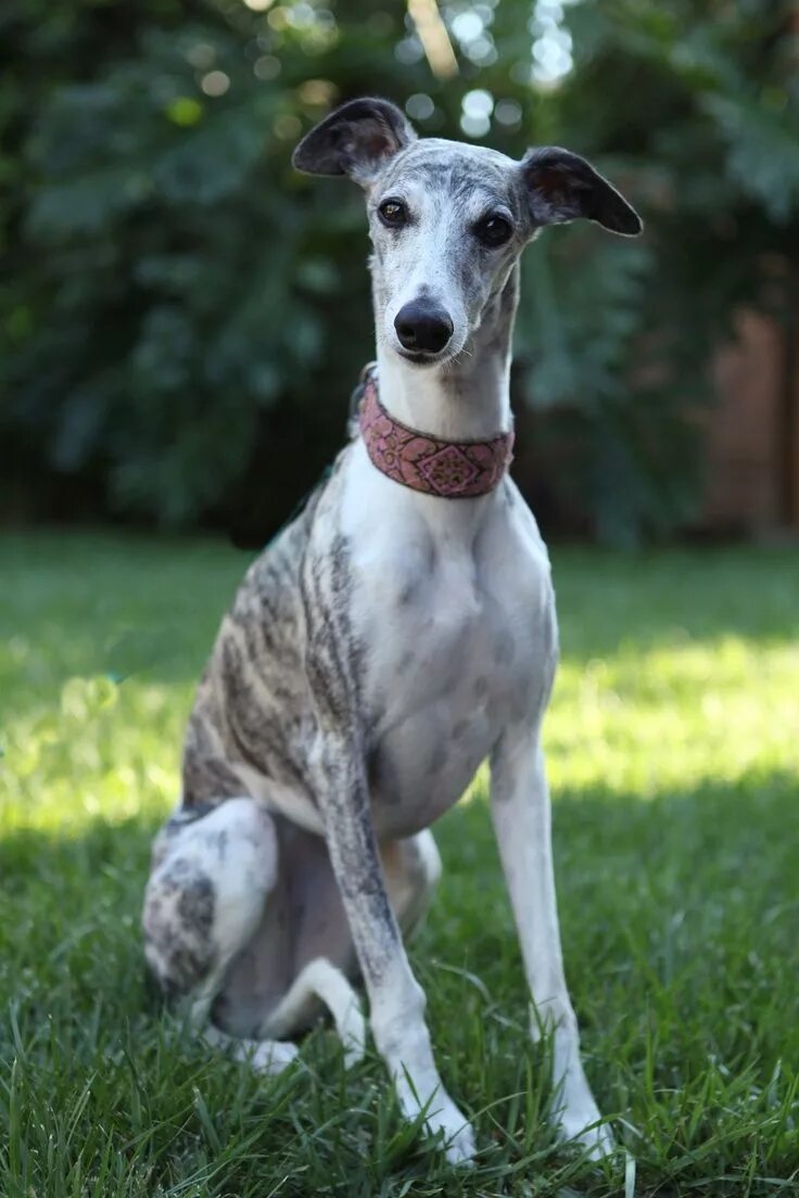 Порода собак уиппет фото 51. Whippet El Whippet era el mejor amigo de un cazador furtivo, siempre veloz a