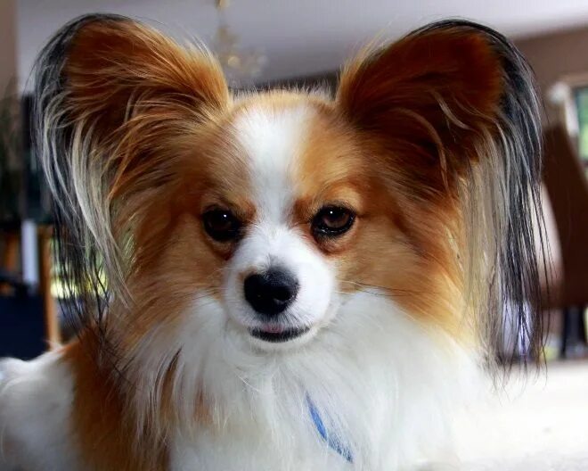 Порода собак уши бабочки фото papillons Papillon dog, Papillon puppy, Papillon