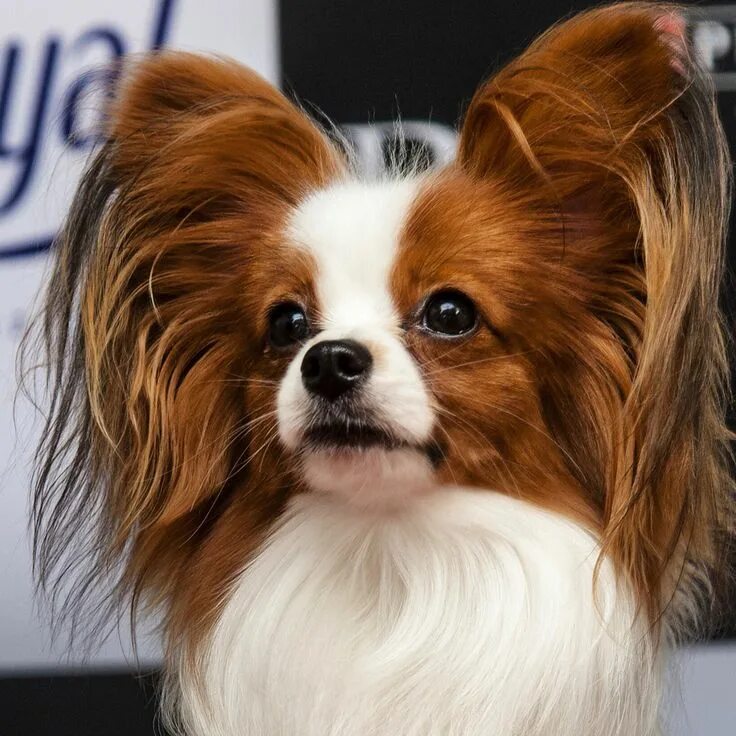 Порода собак уши бабочки фото Pin on The Proper Pooch Papillon dog, Papillon puppy, Papillion dog