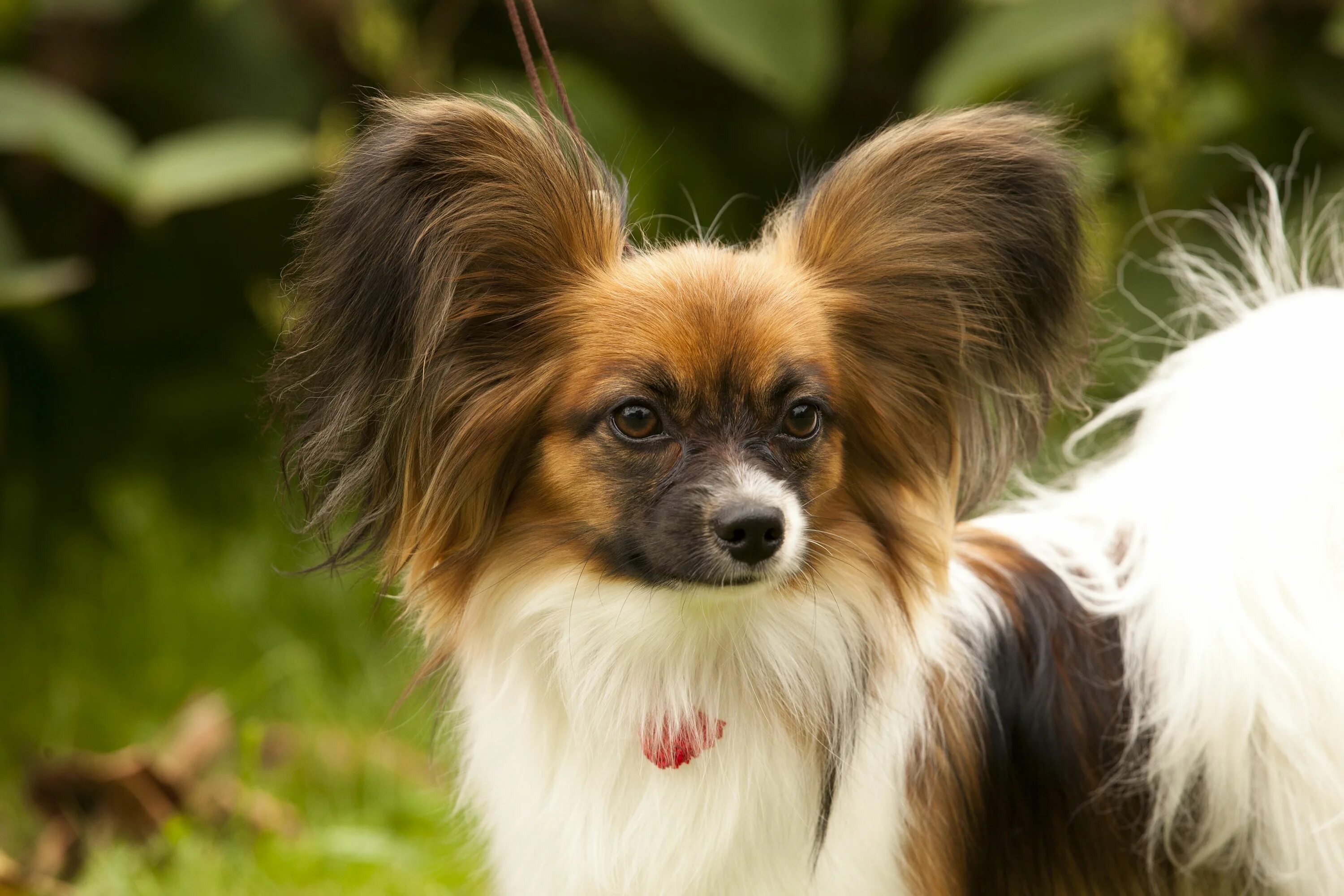 Порода собак уши бабочки фото Papillion photo Dog breeds, Breeds, Dogs