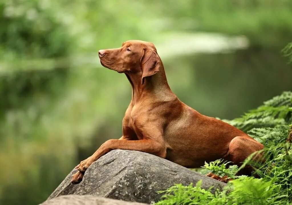 Порода собак венгерская выжла фото цена щенка Венгерская выжла - For-pet