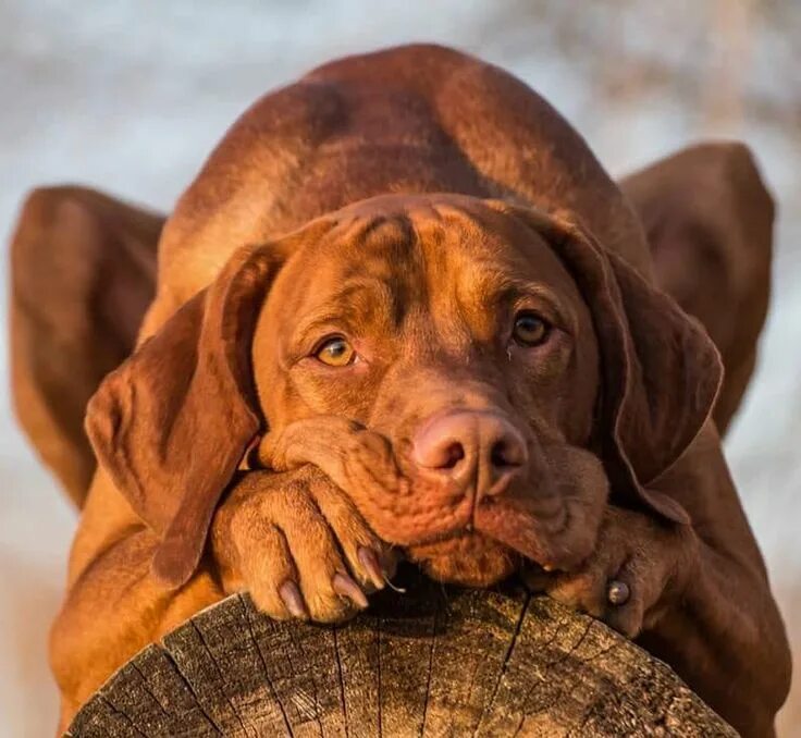 Порода собак венгерская выжла фото цена щенка Pin on The best pet Vizsla dogs, Dogs, Vizsla