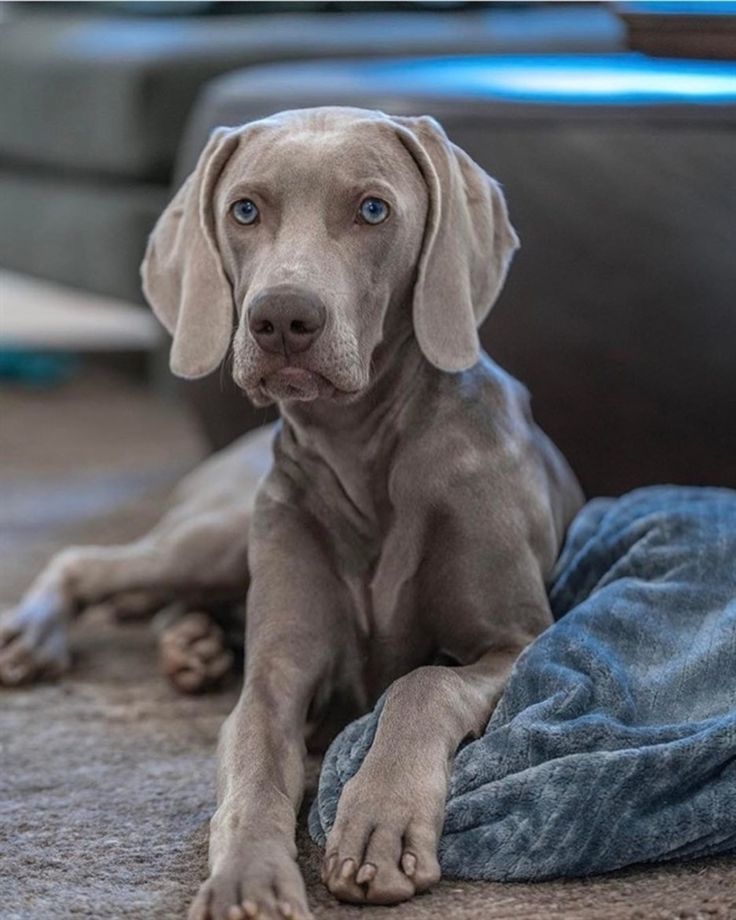 Порода собак веймаранер фото Pin on pets Pets, Weimaraner, Retriever