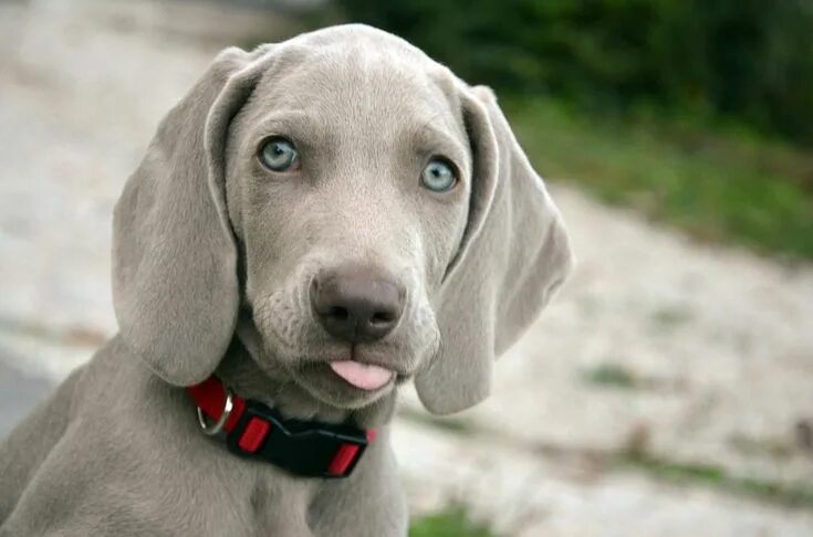 Порода собак веймаранер фото Dogs and Chicken Bones - Is it Safe? Weimaraner dogs, Weimaraner puppies, Cute d