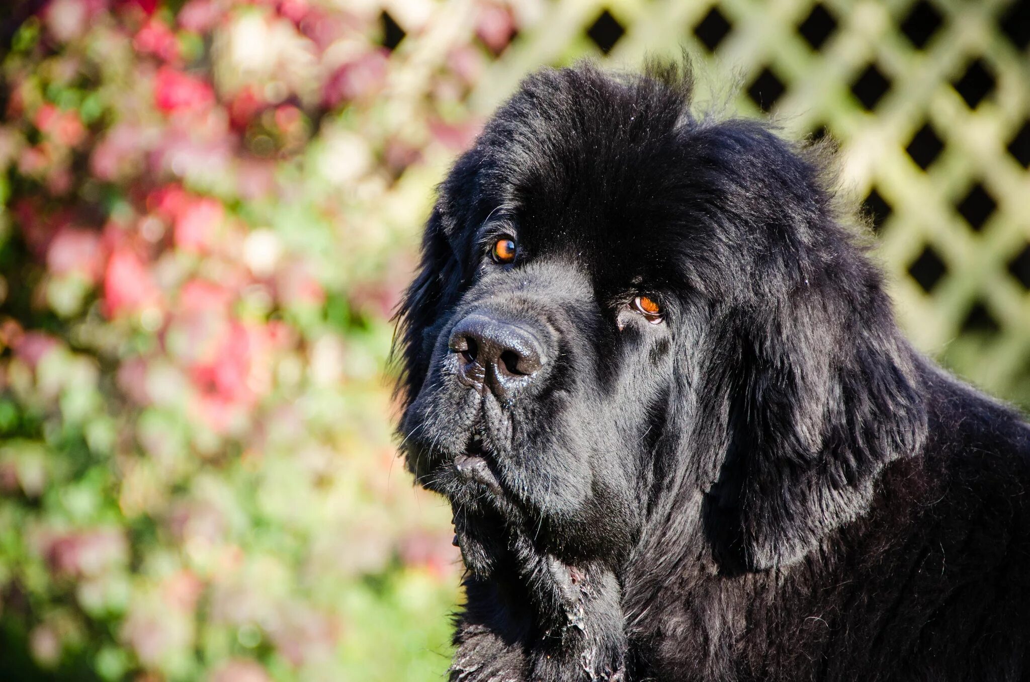 Порода собак водолаз фото обои : newfoundland dog, собака, Водолаз, black muzzle 2048x1356 - wallup - 1004