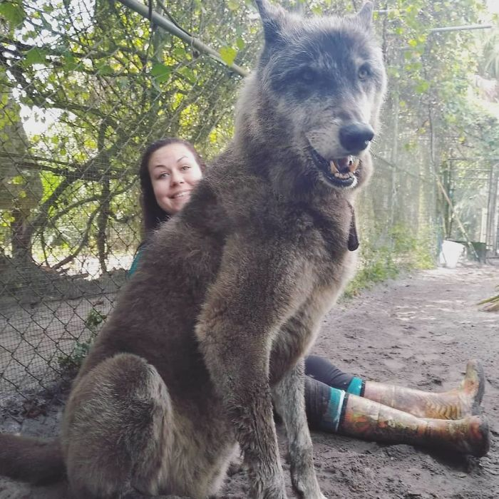 Порода собак волкособ фото Полуволки: Подборка фотографий Волкособов. Всё о собаках и кошках Дзен