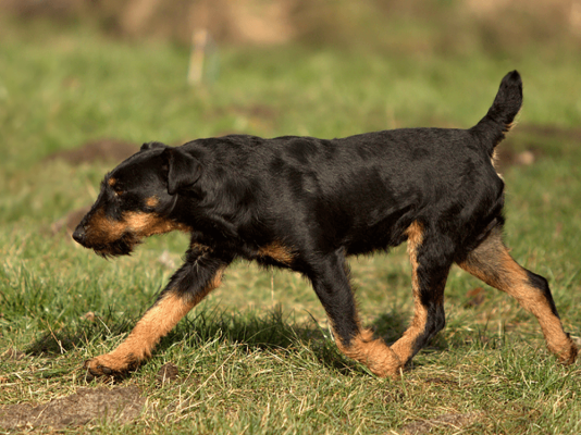 Порода собак ягдтерьер фото Jagdterrier Dog Breed UKPets