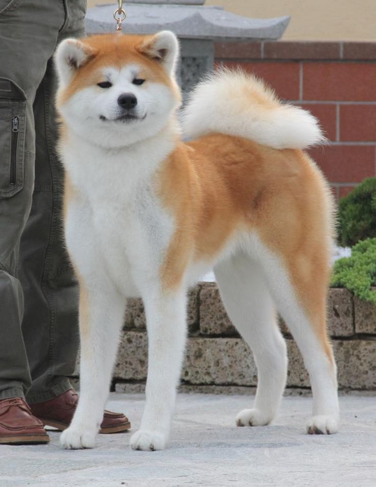 Порода собак японская акита фото Pin on Gyaru gal Japanese dogs, Akita dog, Akita puppies