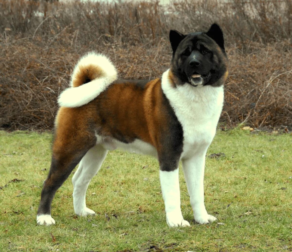 Порода собак японская акита фото What's the difference between American Akita & Japanese Akita