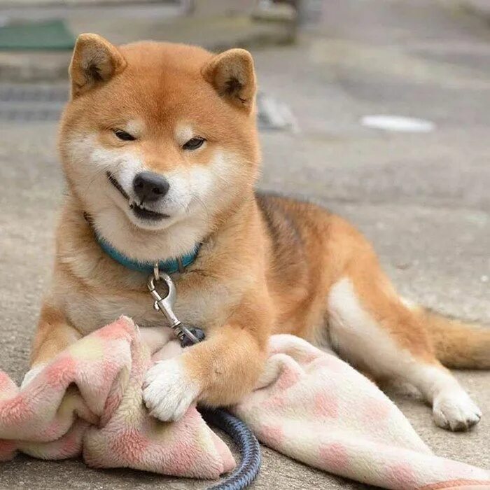 Порода собак японский сиба фото Meet Ryuji, The Most Expressive Shiba From Japan Japanese dogs, Cute baby animal