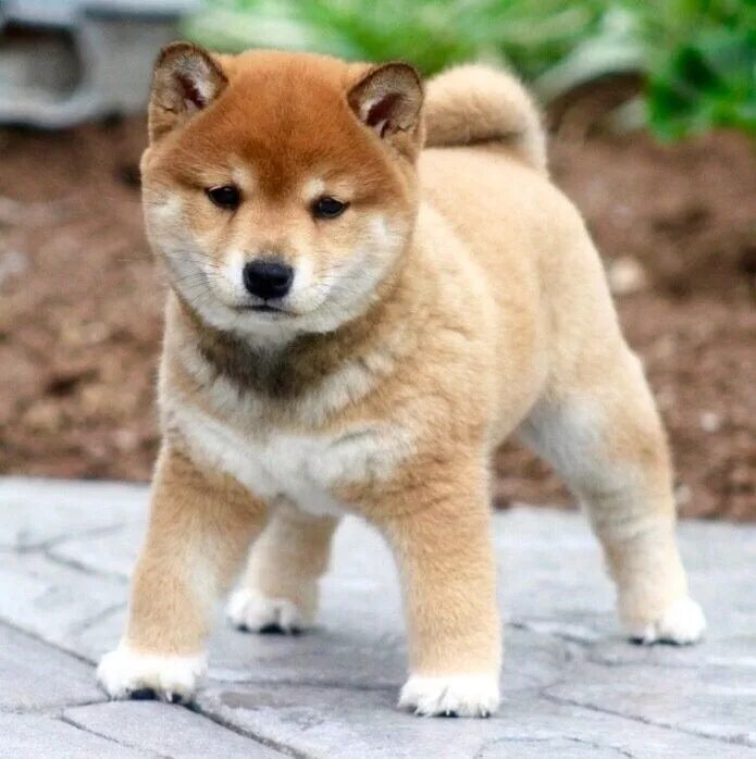 Порода собак японский сиба фото Épinglé par bby_c sur Animals Chiot shiba inu, Chien japonais, Chiot