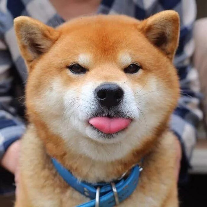 Порода собак японский сиба фото Meet Ryuji, The Most Expressive Shiba From Japan Người yêu chó, Nòi giống chó, C