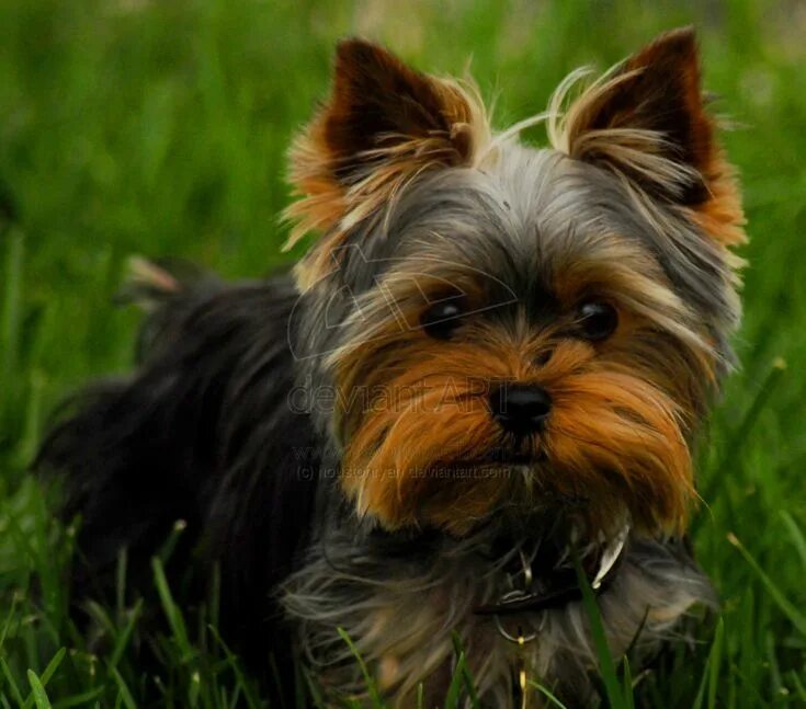 Порода собак йорк фото gizmo's haircut Yorkshire terrier, Yorkie dogs, Yorkie puppy