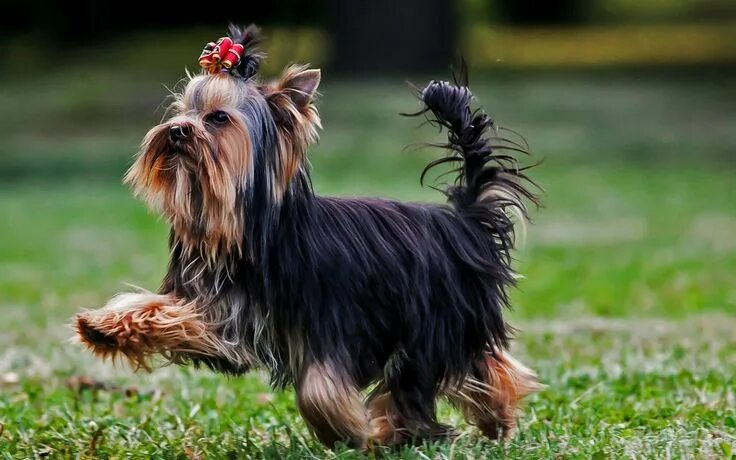 Порода собак йоркширский терьер фото Pin by Loretta Selby Zimmerman on Yorkshire terrier Yorkshire terrier, Yorkie, Y