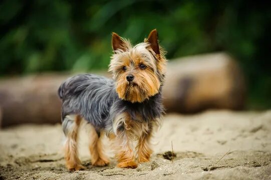 Порода собак йоркширский терьер фото "Yorkshire Terrier" Зображення - огляд 59,427 Стокові фото, векторні зображення 