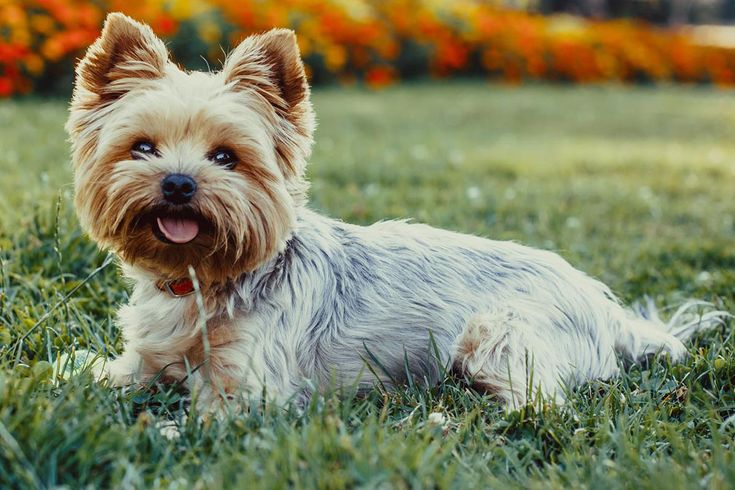 Порода собак йоркширский терьер фото Yorkshire Terrier Beautiful dog breeds, Yorkshire terrier, Yorkshire terrier dog