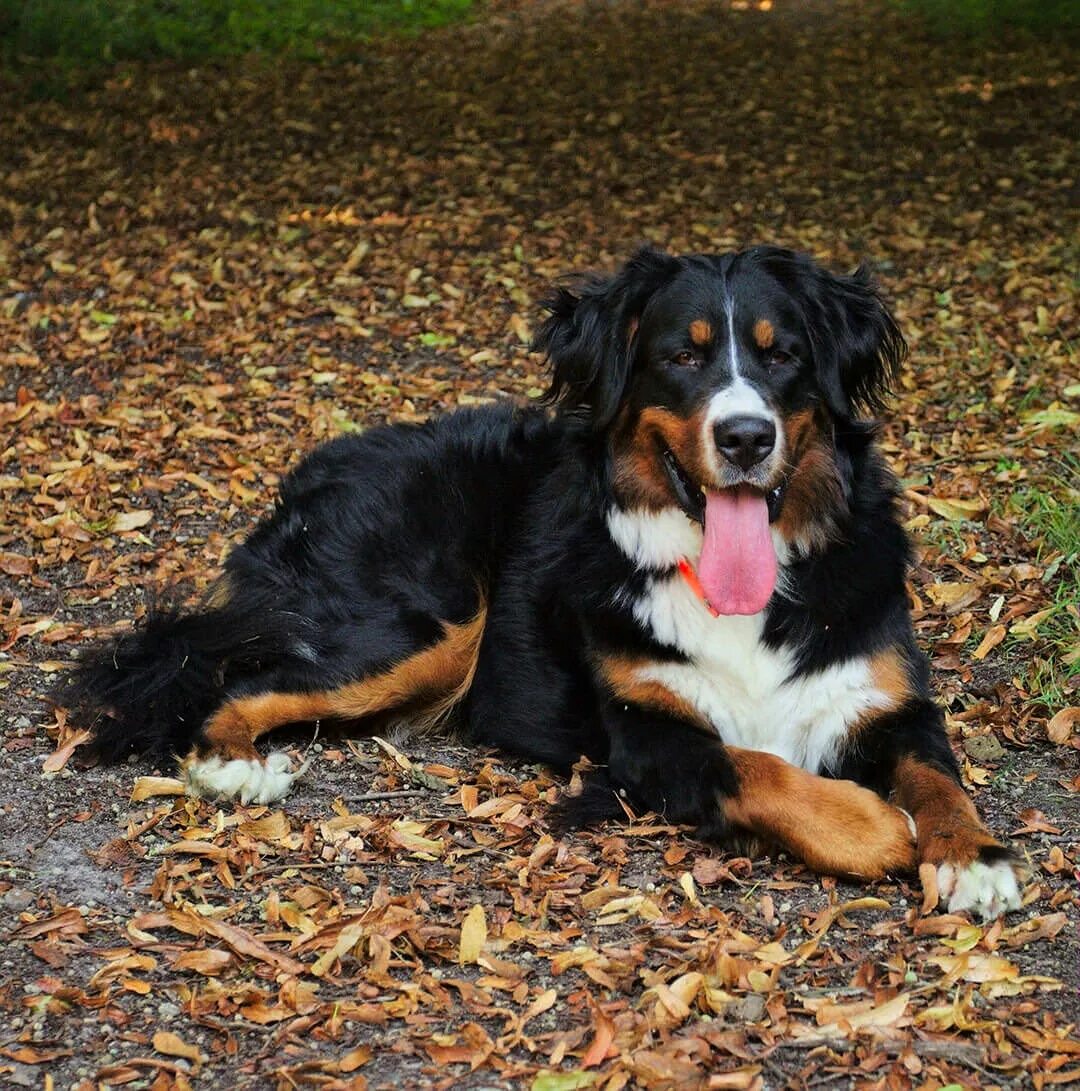 Порода собак зенненхунд фото Bernese Mountain Dog - My Dog Breeders - Part 48