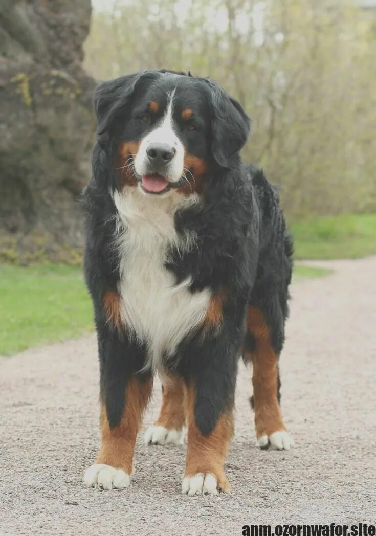 Порода собак зенненхунд фото Great Screen great bernese mountain dogs Concepts For over 2,000 several years, 